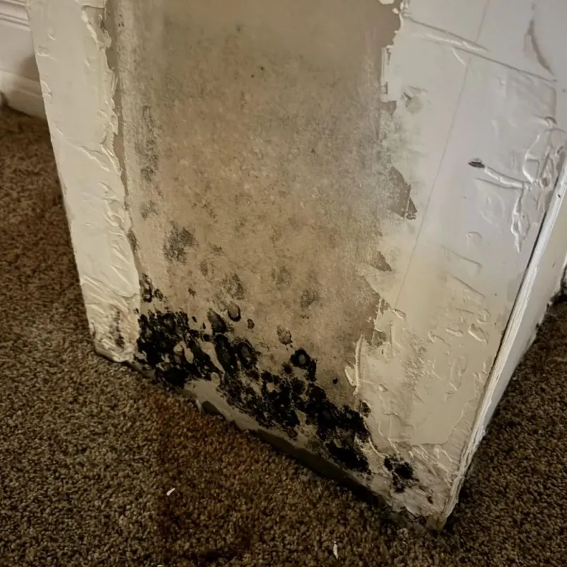 Professional Mold Removal in Monticello, AR